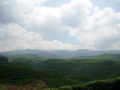 IMGP0392