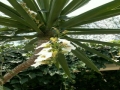 AcaraBebas19